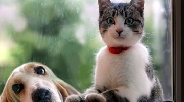 Un chat mignon avec un collier rouge est assis sur un rebord de fenêtre, tandis qu'un chien aboyant avec de grandes oreilles est visible en arrière-plan.