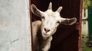 Une chèvre curieuse regarde par la fenêtre d'une étable en bois.