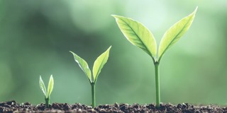 Des plants en pleine croissance avec des feuilles vertes émergent d'une terre sombre, symbolisant la croissance et le développement.