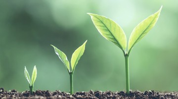 Des plants en pleine croissance avec des feuilles vertes émergent d'une terre sombre, symbolisant la croissance et le développement.