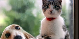 Een kat en een hond kijken nieuwsgierig door een raam naar buiten. De kat heeft een rode halsband om.