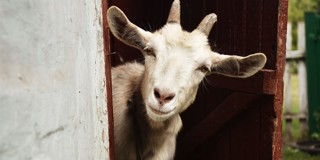 Een geit kijkt nieuwsgierig naar buiten vanuit een houten schuilplaats met een open deur.