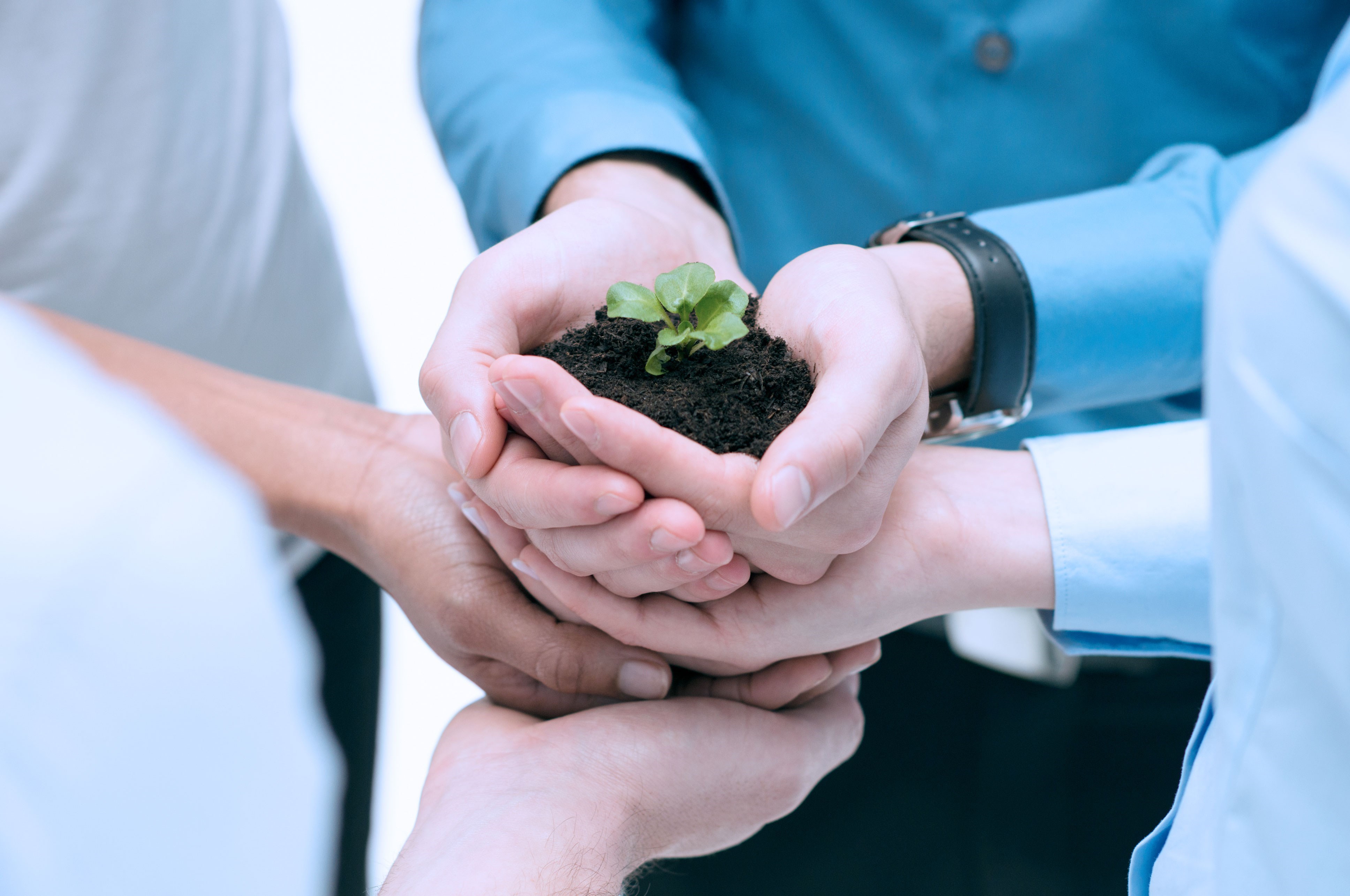 Cinq mains soutiennent une petite plante dans la terre, symbolisant la collaboration et la croissance.