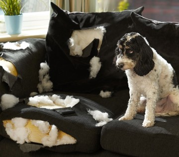 Un canapé détruit avec des coussins en tissu déchiré, entouré de morceaux de mousse. Un chien mignon est assis à côté, avec un visage innocent.